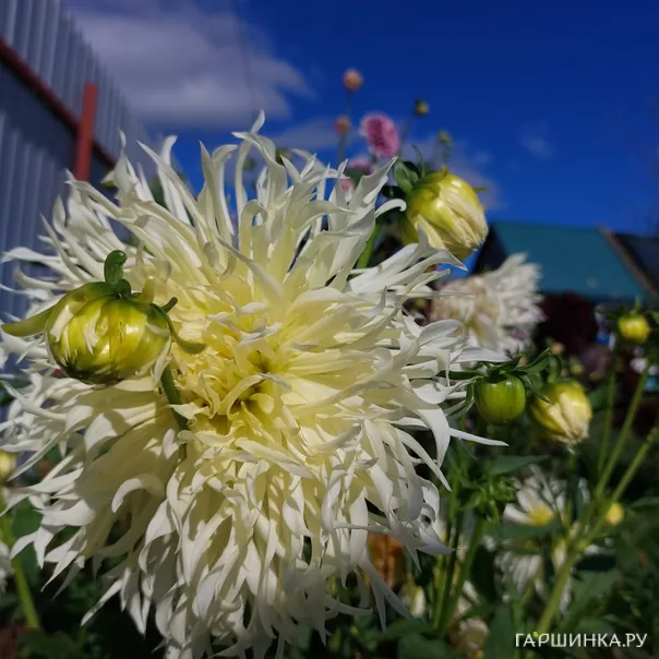 превью изображения отзыва