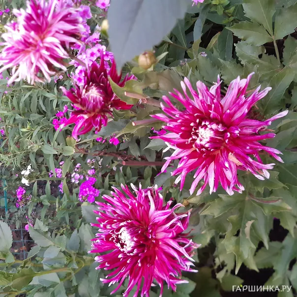 превью изображения отзыва