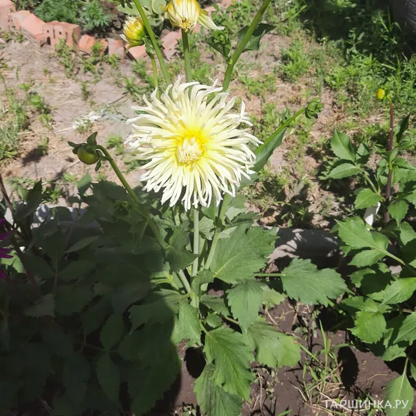 превью изображения отзыва