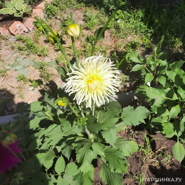 превью изображения отзыва