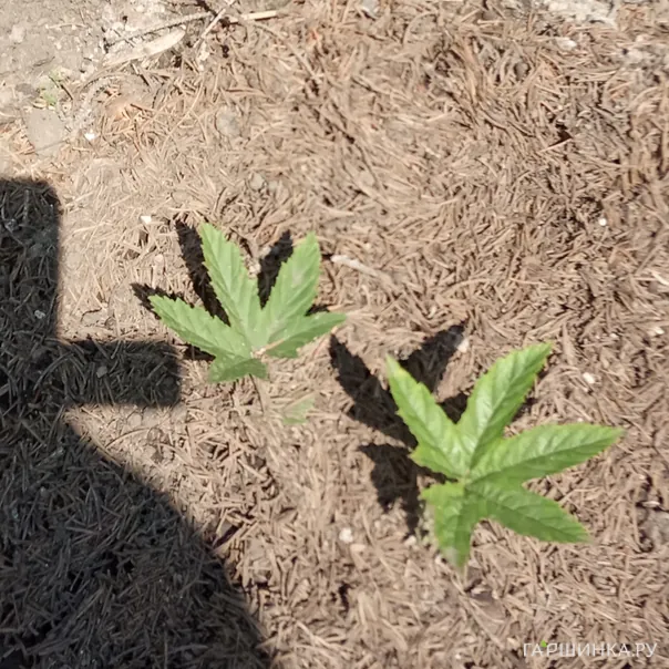 превью изображения отзыва