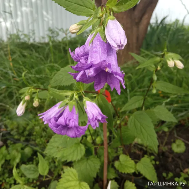 превью изображения отзыва