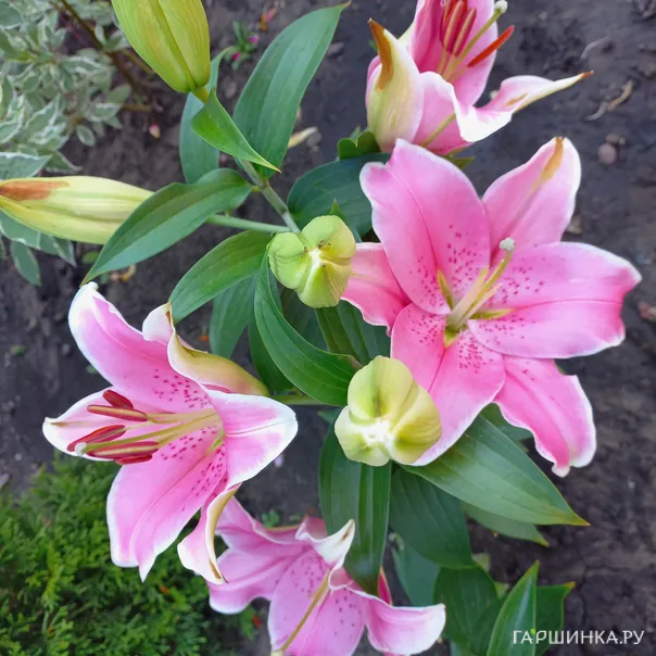 превью изображения отзыва