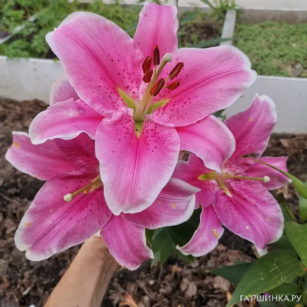 превью изображения отзыва