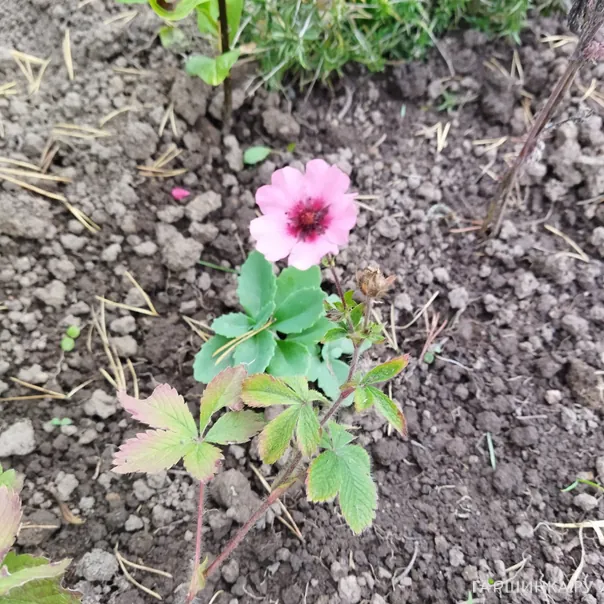 превью изображения отзыва