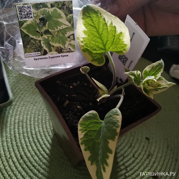 превью изображения отзыва