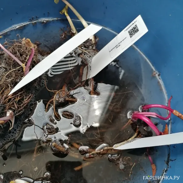 превью изображения отзыва