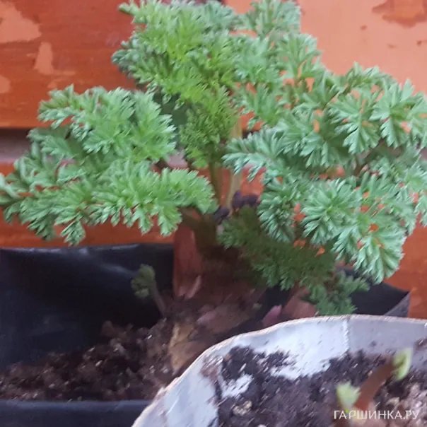 превью изображения отзыва