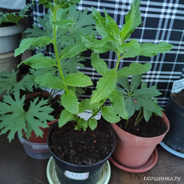 превью изображения отзыва