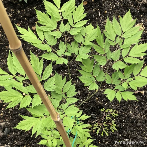 превью изображения отзыва