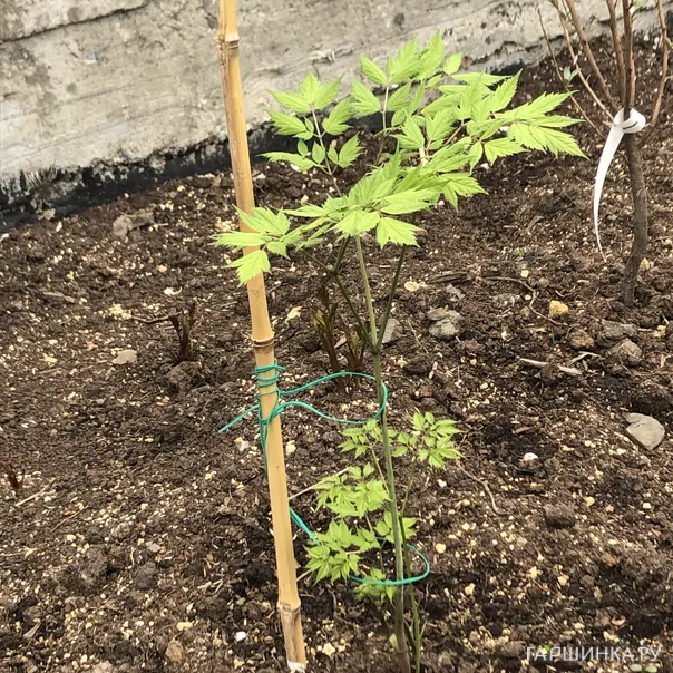 превью изображения отзыва