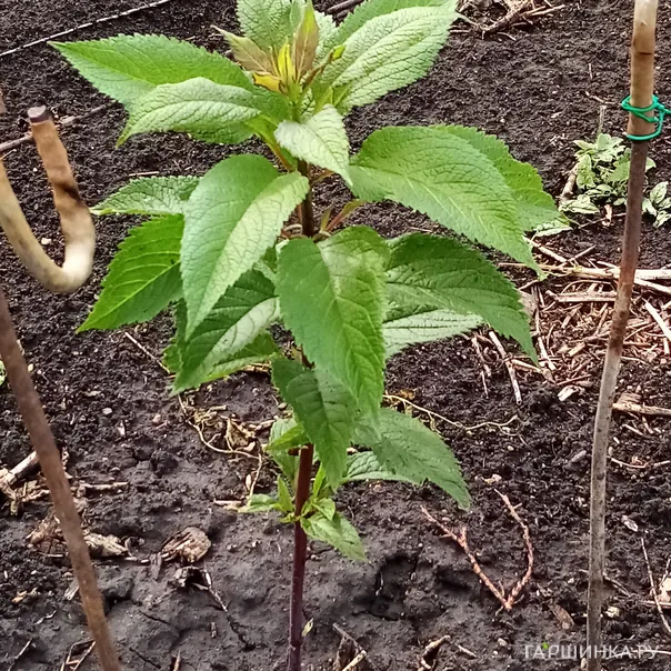 превью изображения отзыва
