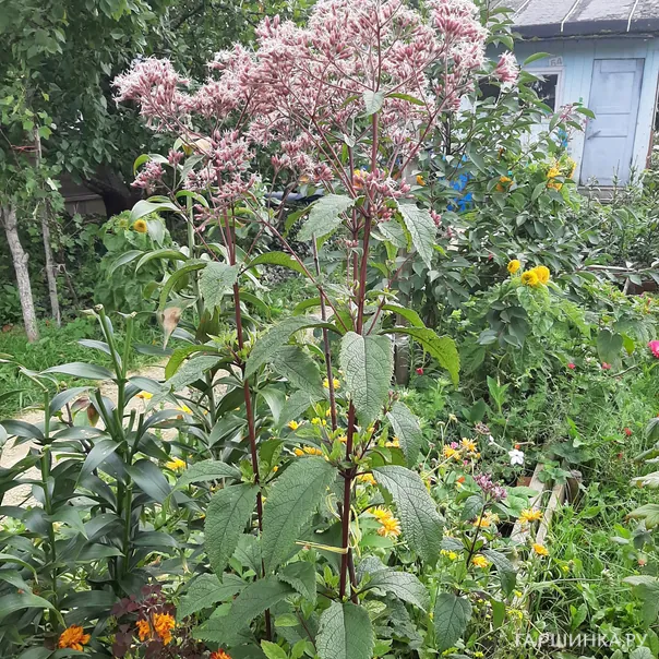 превью изображения отзыва