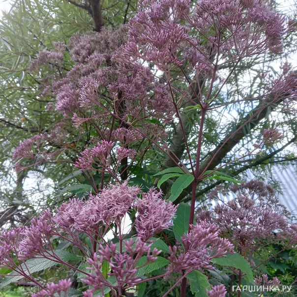 превью изображения отзыва