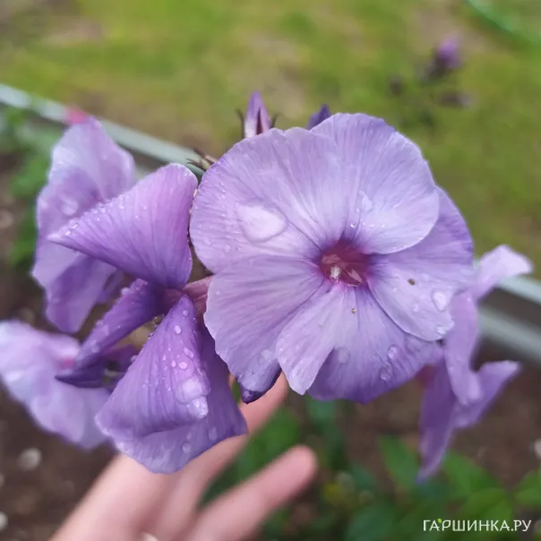 превью изображения отзыва