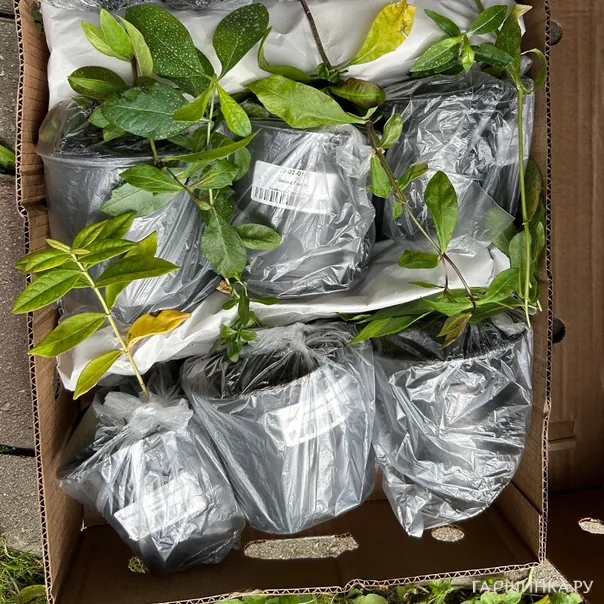 превью изображения отзыва