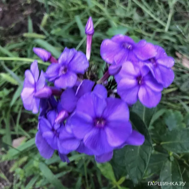 превью изображения отзыва