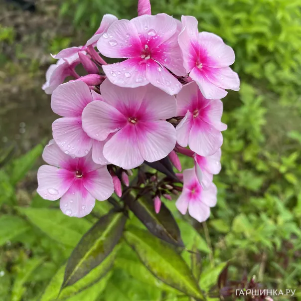 превью изображения отзыва