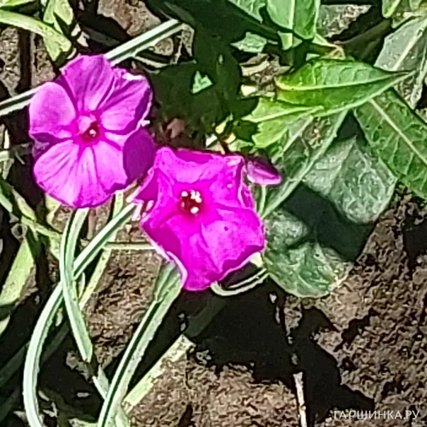 превью изображения отзыва