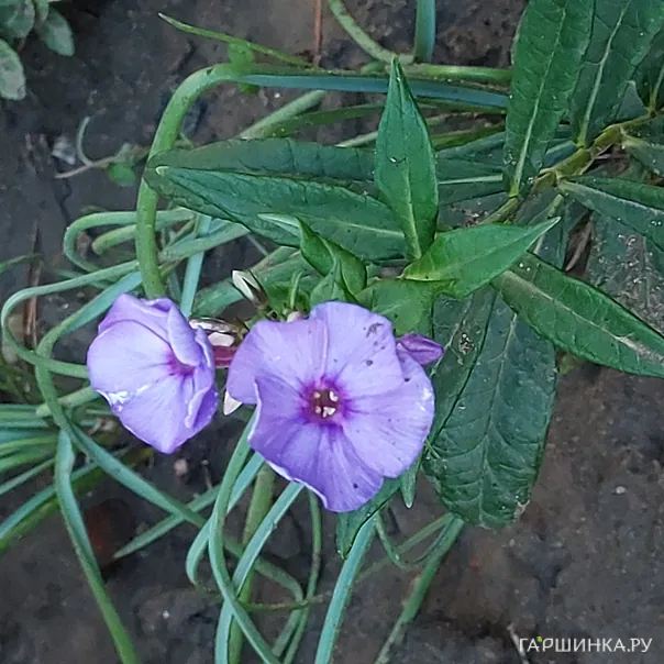 превью изображения отзыва