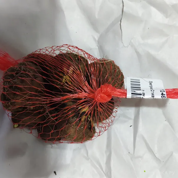 превью изображения отзыва