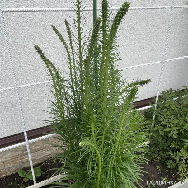 превью изображения отзыва