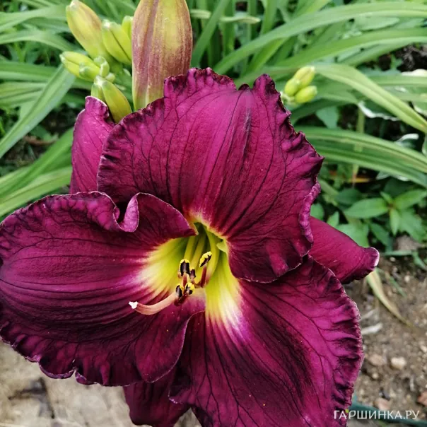 превью изображения отзыва