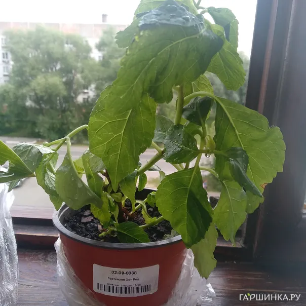 превью изображения отзыва