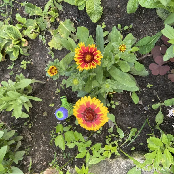 превью изображения отзыва