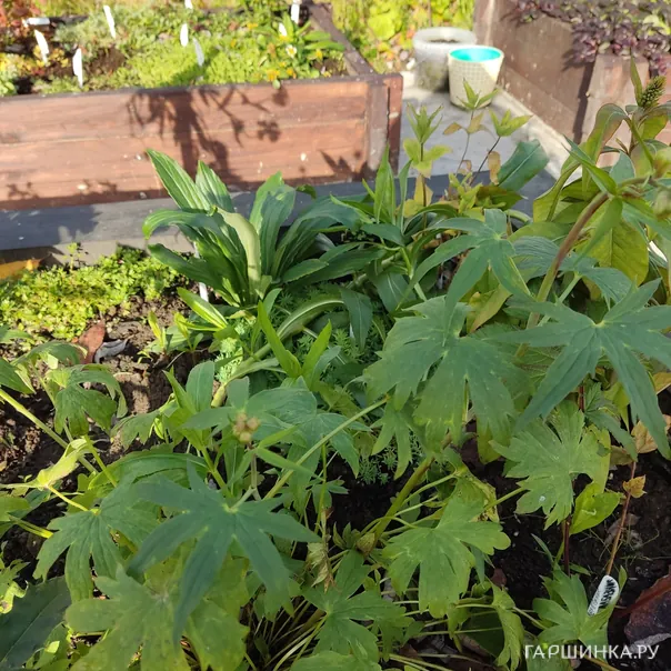 превью изображения отзыва