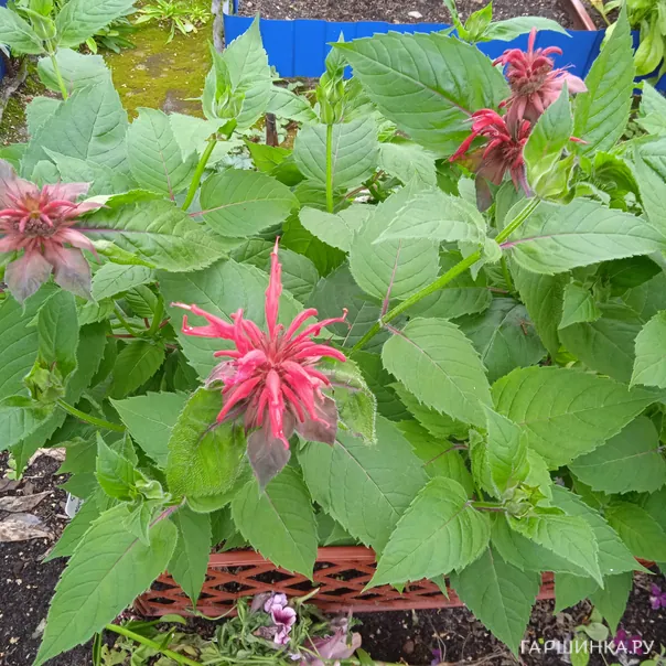 превью изображения отзыва