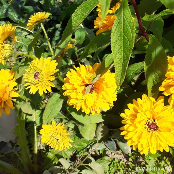 превью изображения отзыва