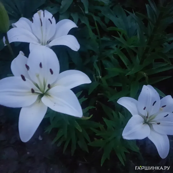 превью изображения отзыва