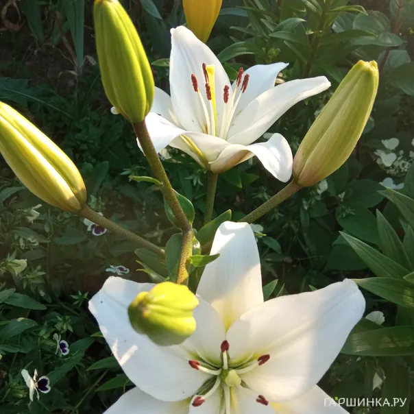 превью изображения отзыва