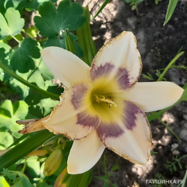 превью изображения отзыва