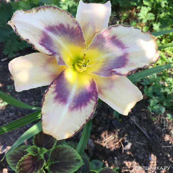 превью изображения отзыва