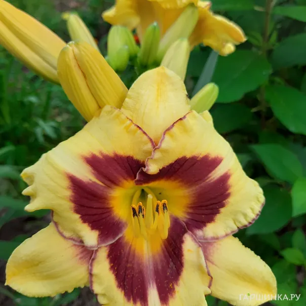 превью изображения отзыва