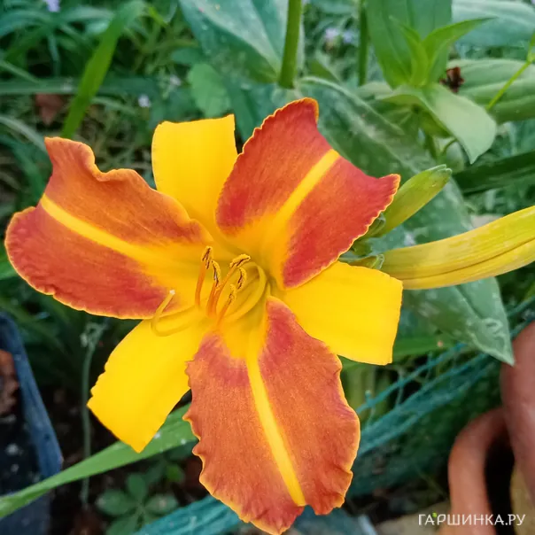 превью изображения отзыва