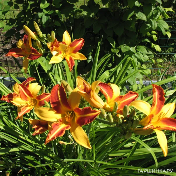 превью изображения отзыва