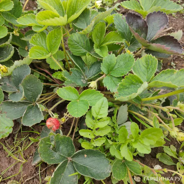 превью изображения отзыва