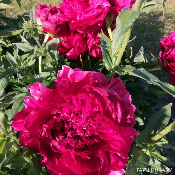 превью изображения отзыва