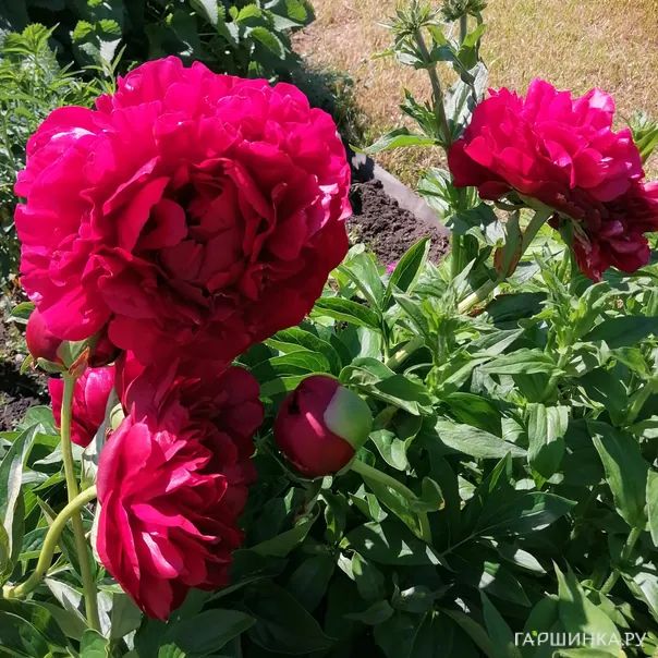 превью изображения отзыва