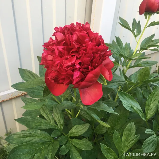 превью изображения отзыва