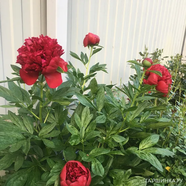 превью изображения отзыва