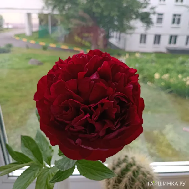 превью изображения отзыва