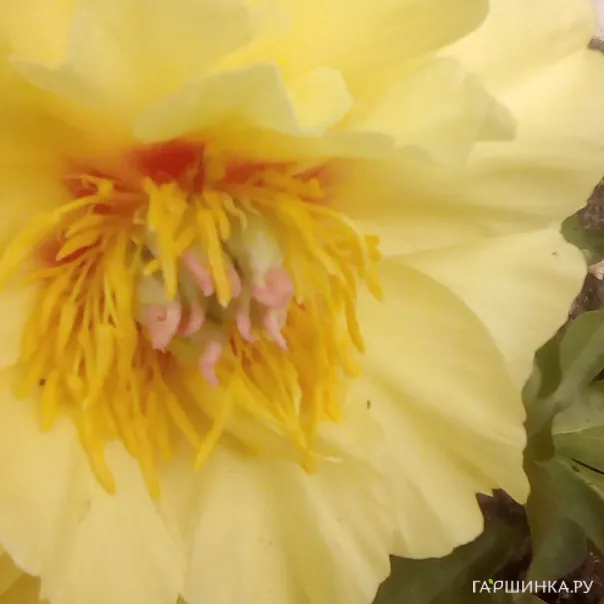 превью изображения отзыва