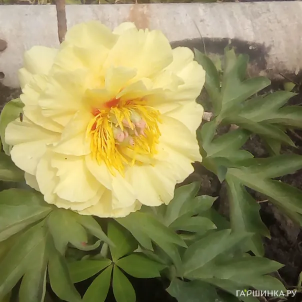 превью изображения отзыва