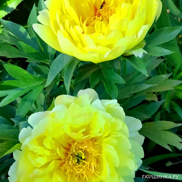 превью изображения отзыва