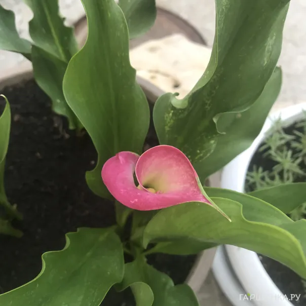 превью изображения отзыва