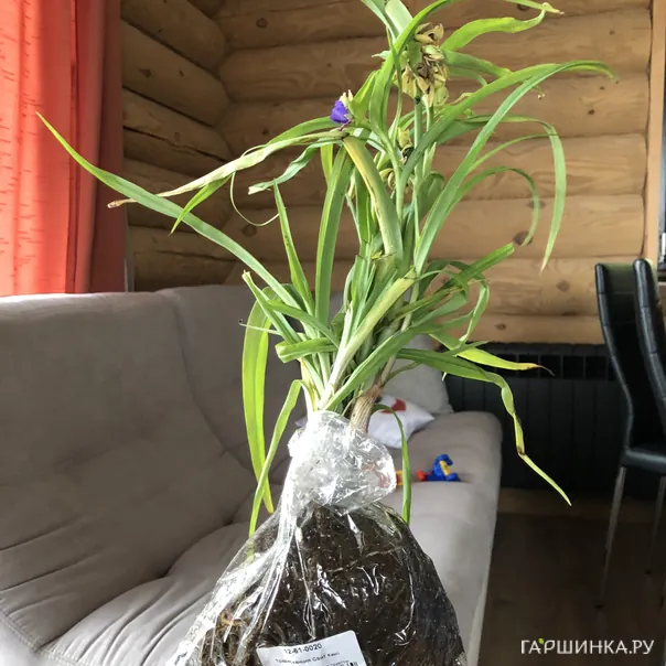 превью изображения отзыва